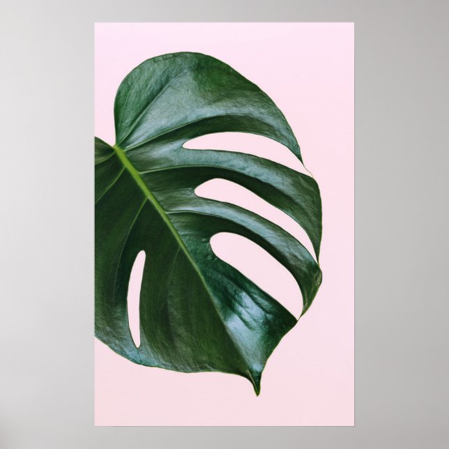 Poster Feuille tropicale Monstera (Devant)