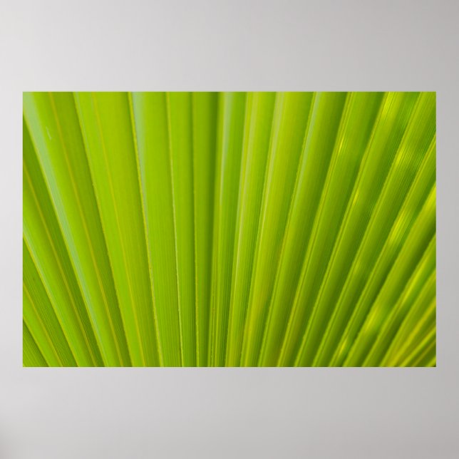 Poster Feuille verte (Devant)