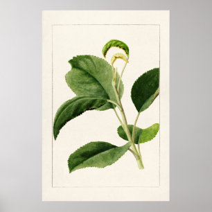 Poster Feuilles Apple (Malus Domestica) (1910) par James 