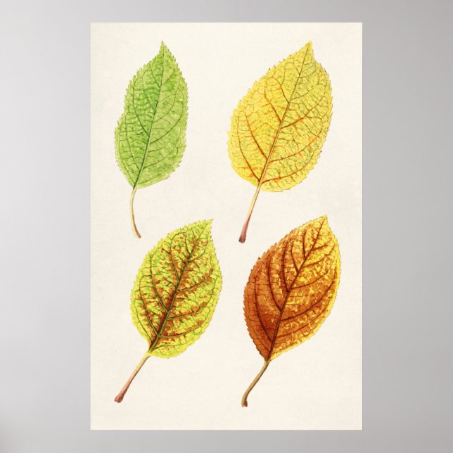 Poster Feuilles Apple (Malus Domestica) (1912) par James  (Devant)