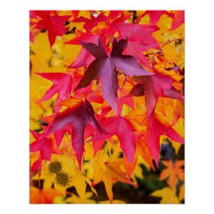 Poster Feuilles Automne Rouge Et Jaune