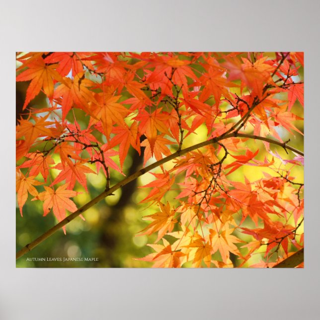 Poster Feuilles d'automne (Devant)