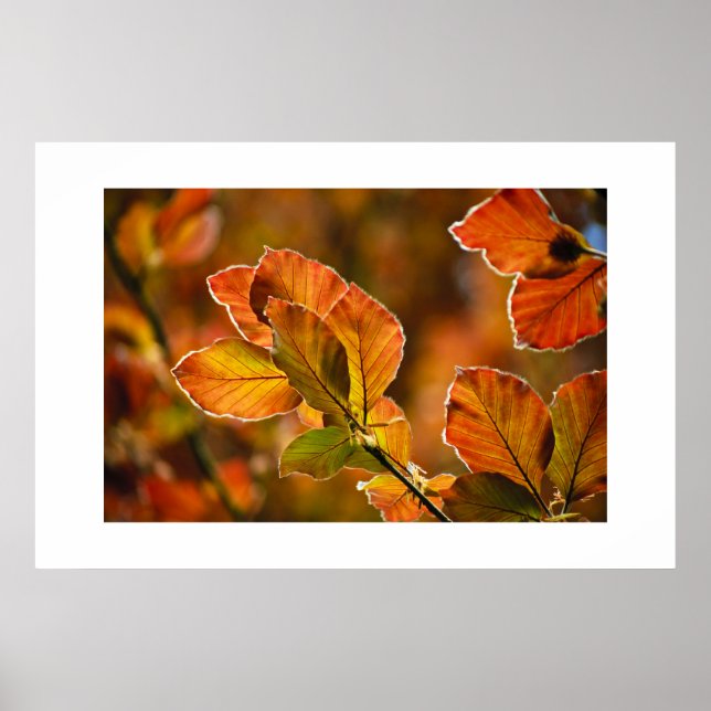 Poster Feuilles d'automne (Devant)