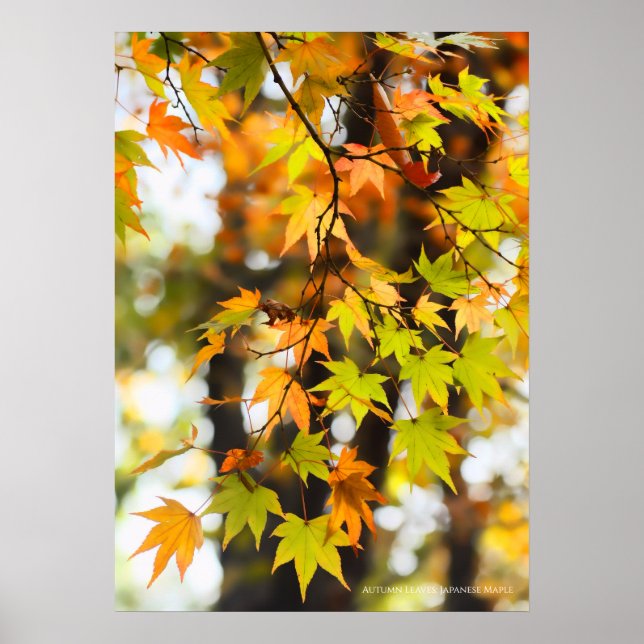 Poster Feuilles d'automne (Devant)