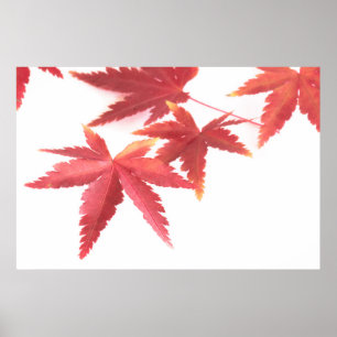 Poster Feuilles d'automne