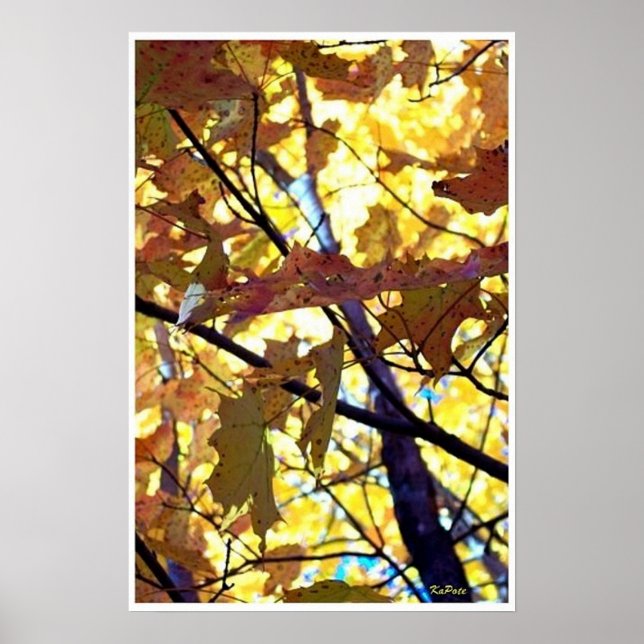Poster Feuilles d'automne Arbres d'automne soleil (Devant)