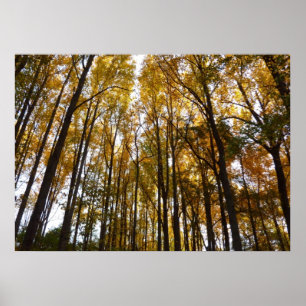 Poster Feuilles d'automne au matin Maryland Nature