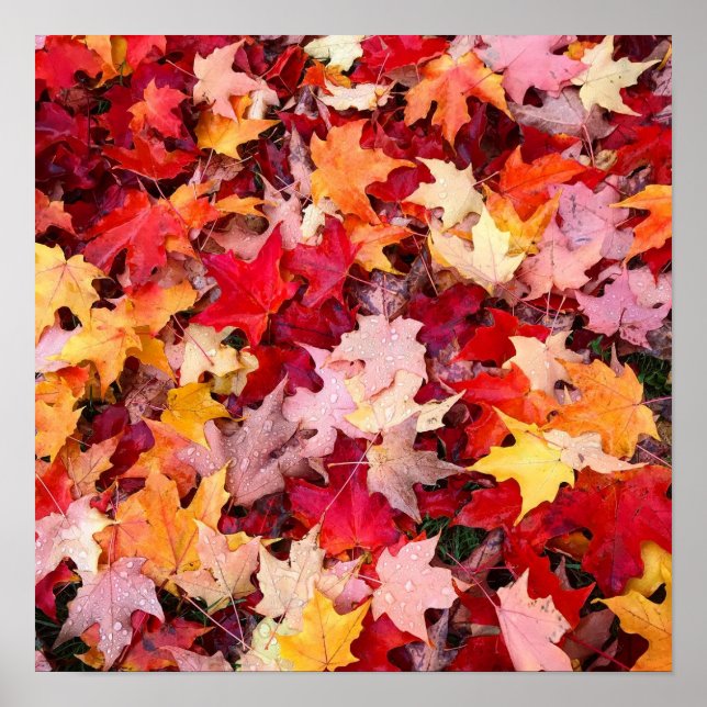 Poster Feuilles d'automne colorées (Devant)