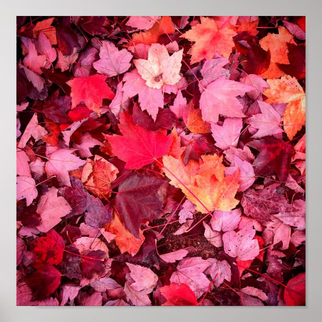 Poster Feuilles d'automne colorées (Devant)