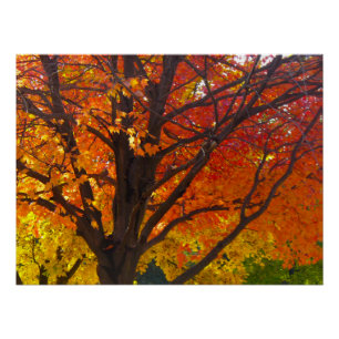 Poster Feuilles d'automne de la photo jaune et orange