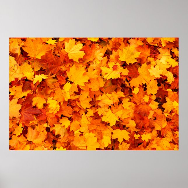 Poster Feuilles d'automne feuillage feuilles d'automne (Devant)