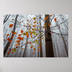 Poster Feuilles d'automne feuilles de forêt tombées
