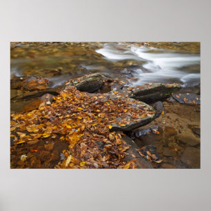Poster Feuilles d'automne le long de Looking Glass Creek