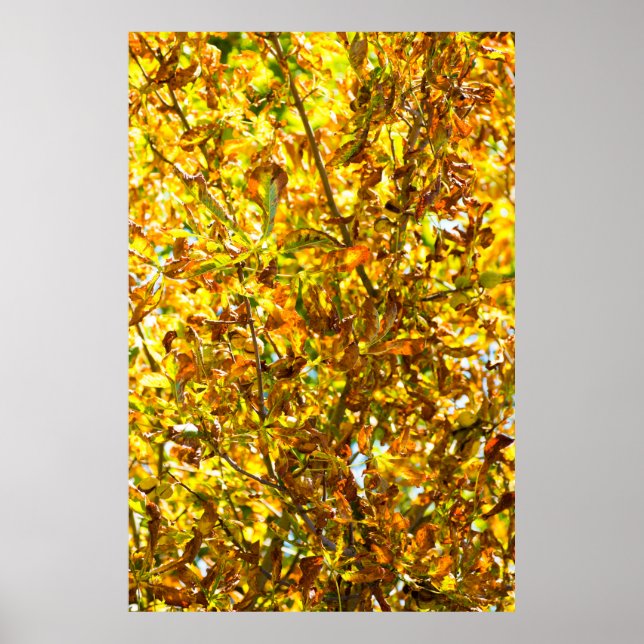 Poster Feuilles d'automne motif (Devant)