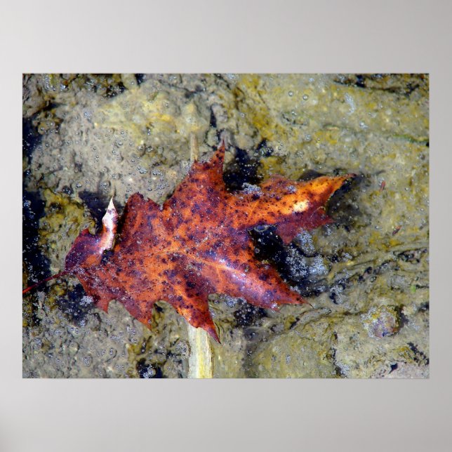Poster Feuilles d'automne sous l'eau (Devant)
