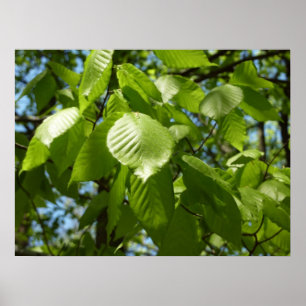 Poster Feuilles de bouleau vertes d'arbre de printemps