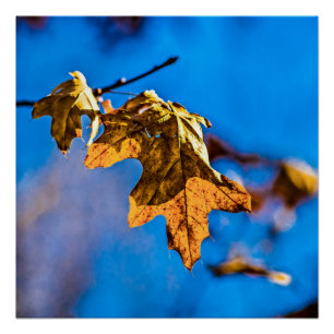 Poster Feuilles de chêne sec - Le printemps n'est pas loi