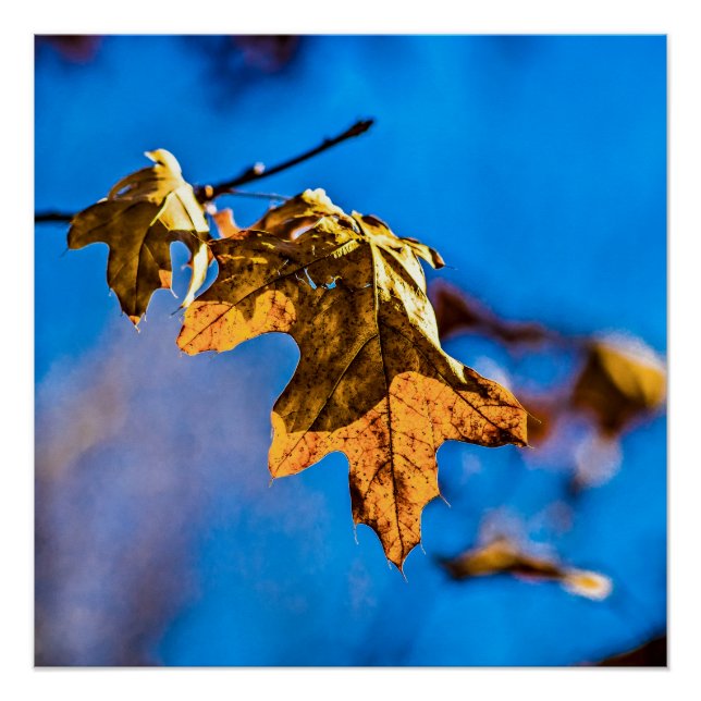 Poster Feuilles de chêne sec - Le printemps n'est pas loi (Devant)