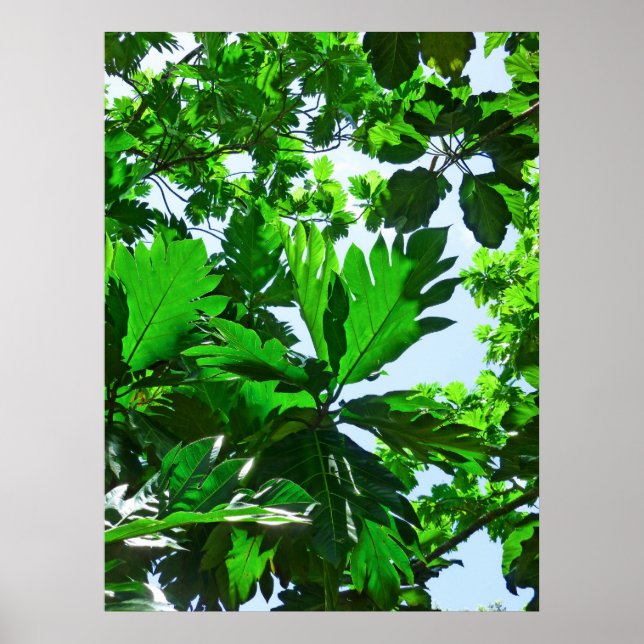 Poster Feuilles de l'arbre à pain (Devant)