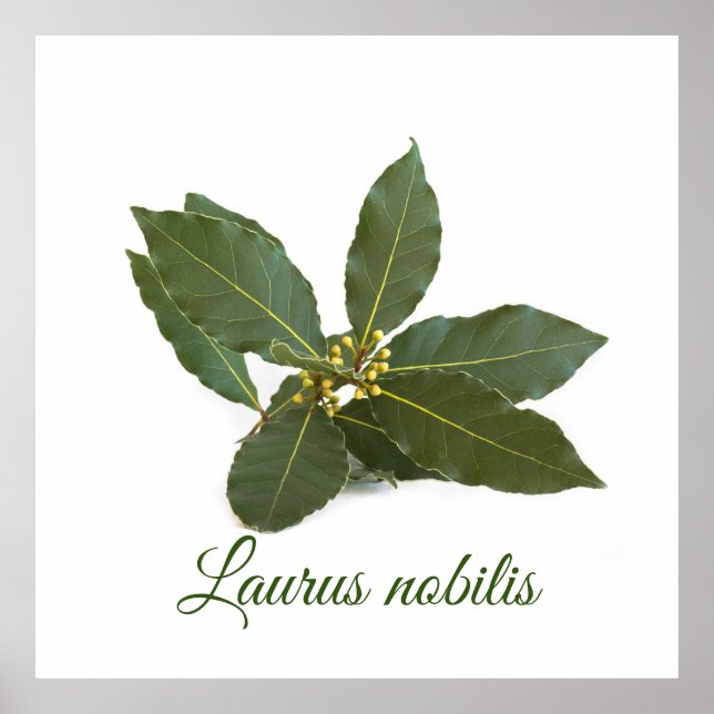 Poster Feuilles de laurier frais (Devant)