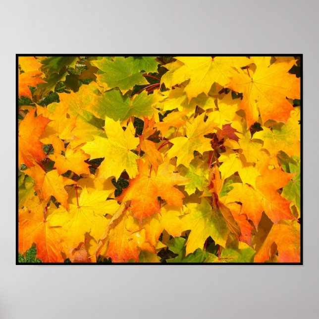 Poster Feuilles de l'érable d'automne aux couleurs d'auto (Devant)