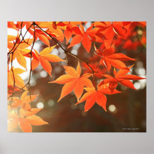 Poster Feuilles de l'érable rouge