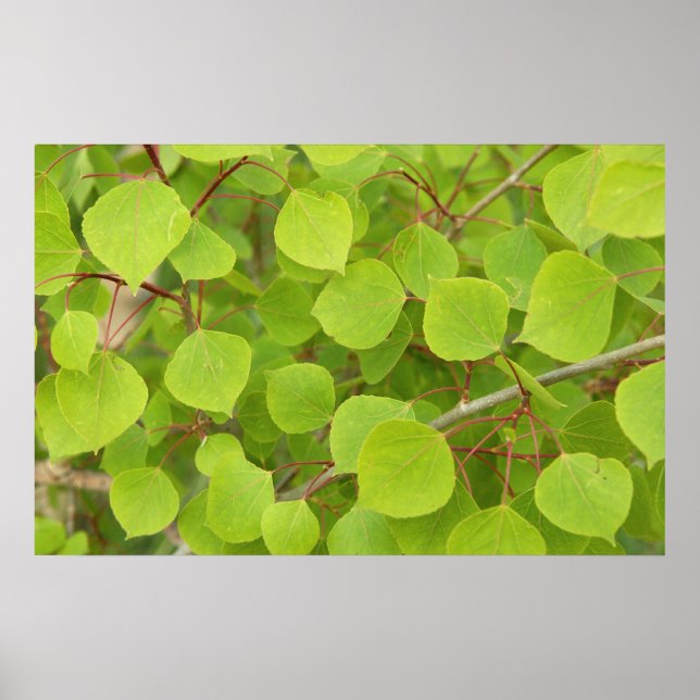 Poster feuilles de peuplier vert (Devant)