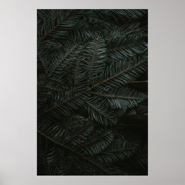Poster Feuilles de pins verts (Devant)