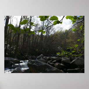 Poster Feuilles de printemps à la rivière Little Pigeon
