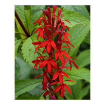 Feuilles de Rouge