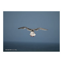 Feuilles de Seagull