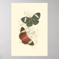 Feuilles de Sepia avec papillons colorés