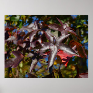 Poster Feuilles de Sweetgum à l'automne