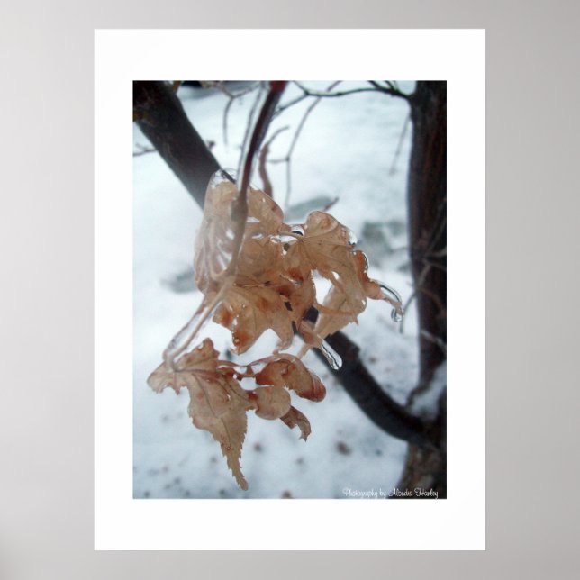 Poster Feuilles de verre (Devant)