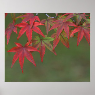 Poster Feuilles d'érable, Katsura, Kyoto, Japon