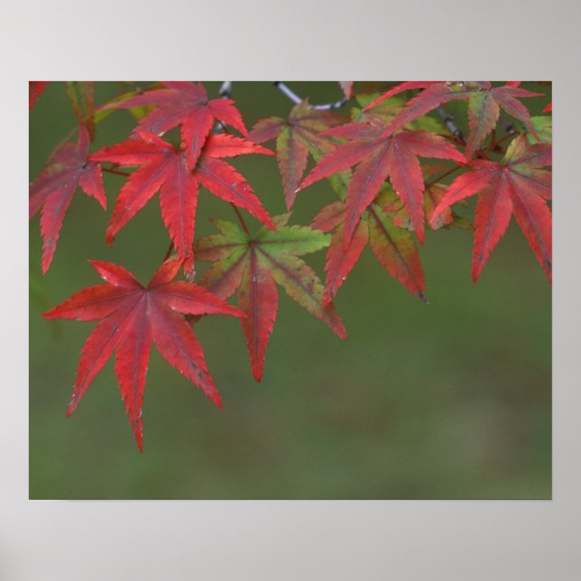 Poster Feuilles d'érable, Katsura, Kyoto, Japon (Devant)