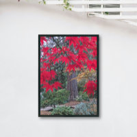 Feuilles d'érable rouge dans un jardin japonais