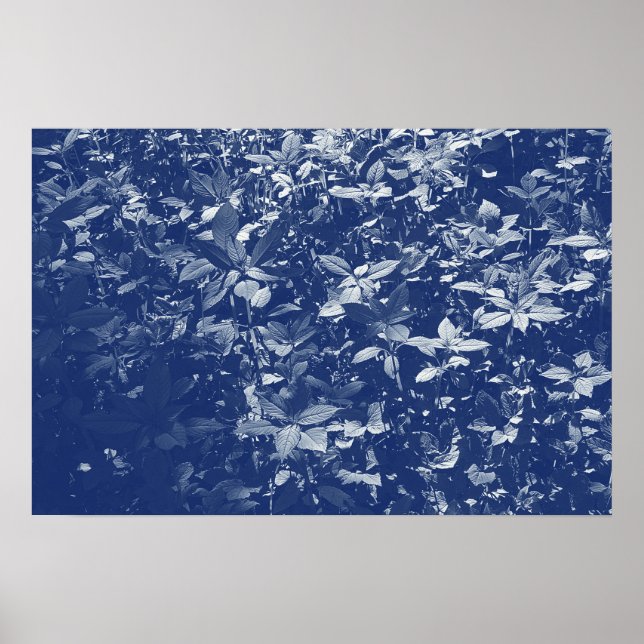 Poster Feuilles éclairés - Effet Cyanotype (Devant)