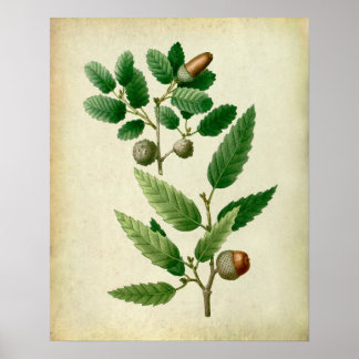 Poster Feuilles en chêne no.7 Décor du mur de l'ferme