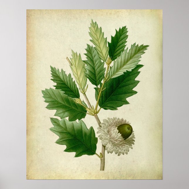 Poster Feuilles en chêne no.8 Cadeau de chauffage ménager (Devant)