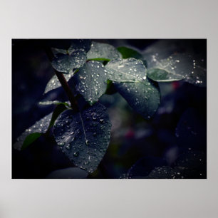 Poster Feuilles et Raindrops de Dark Green