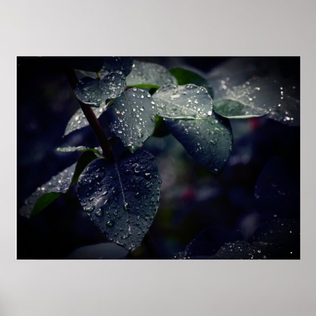 Poster Feuilles et Raindrops de Dark Green (Devant)