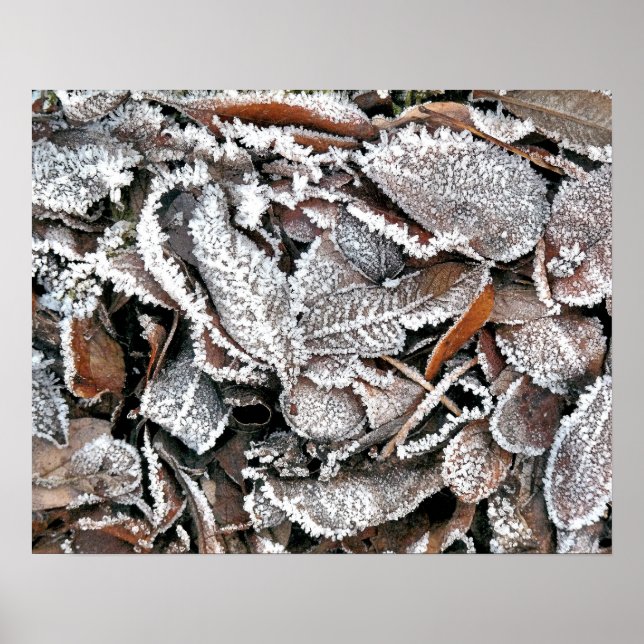 POSTER FEUILLES HIVER (Devant)