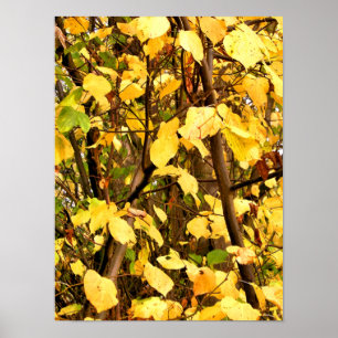 POSTER FEUILLES JAUNES D'AUTOMNE