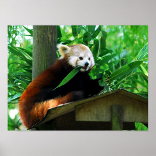 Poster Feuilles mangeurs de panda rouge