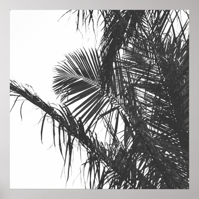 Poster Feuilles Monochrome Noir Blanc Palm Tree (Devant)