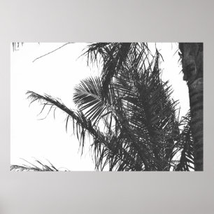 Poster Feuilles Monochrome Noir Blanc Palm Tree