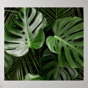 Poster Feuilles Monstera, aménagement tropical de luxe.