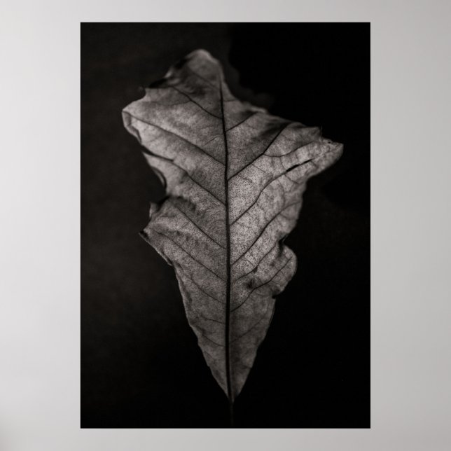 Poster Feuilles no 5 (Devant)