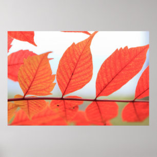 Poster Feuilles oranges d'automne